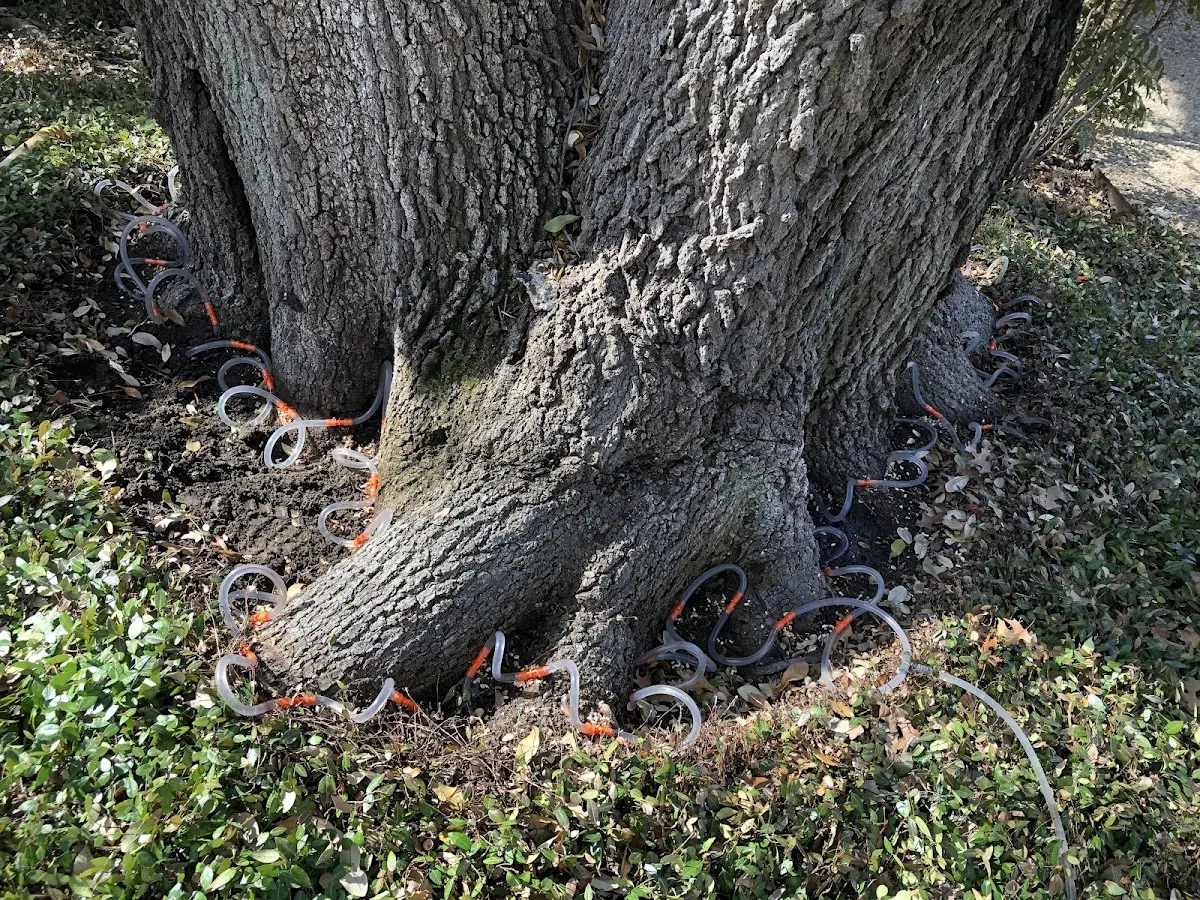 Detailed Tree Cabling and Bracing job site in Sizerock