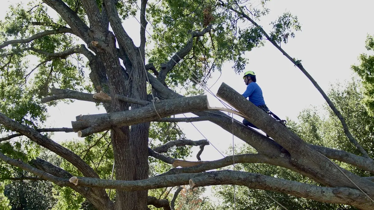 Professional Crown Thinning performed by certified arborists in Sizerock