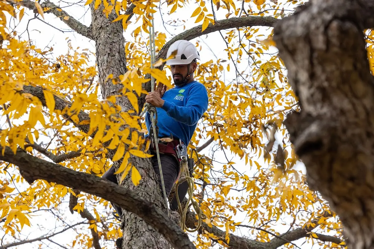 Skilled Tree Pruning crew working in Sizerock