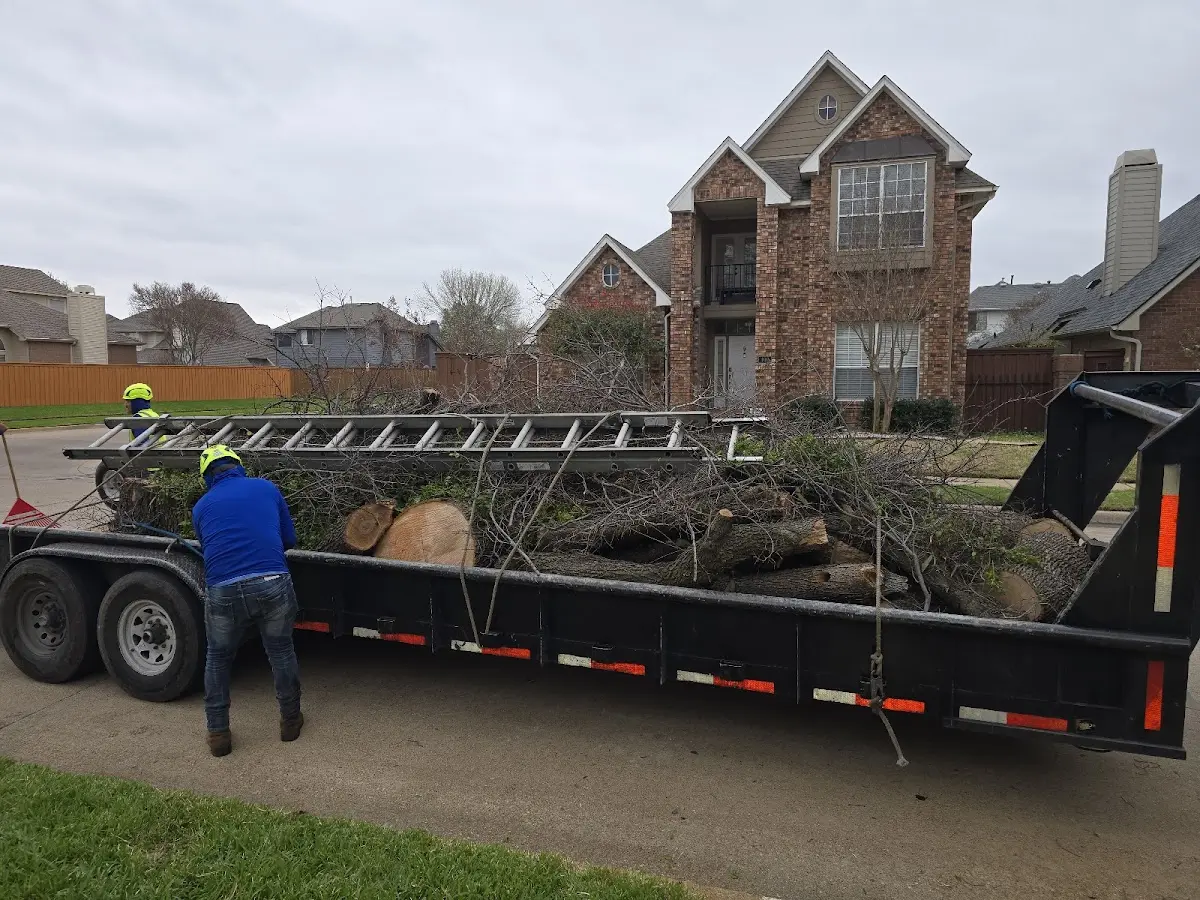 Expert Tree Removal with proper safety equipment in Sizerock